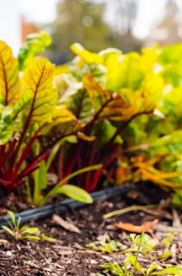 Greens growing in a field with drip irrigation