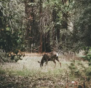 Deer in the woods