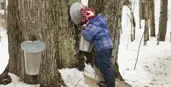 Child looking in a bucket of sap tapped from a tree