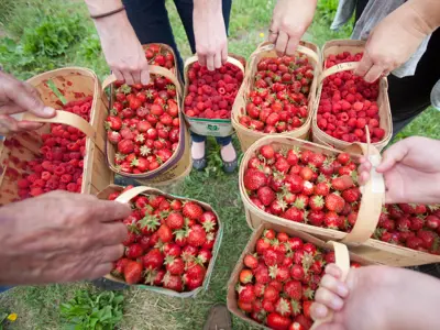 Berries