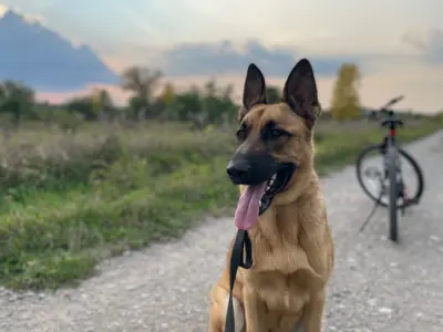 Dog on a trail with a bike in the background