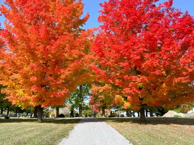 Two large trees with red leaves