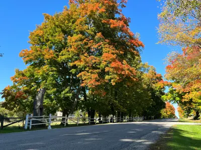 Road showing trees with fall colours 