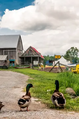 Ducks at Quaker Oaks farm