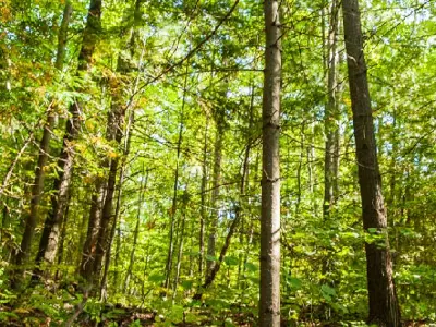 A forest of trees with the sun shining through