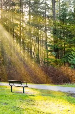 Trail with bench on the side and trees surrounding