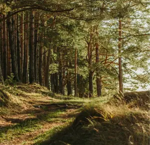 forest