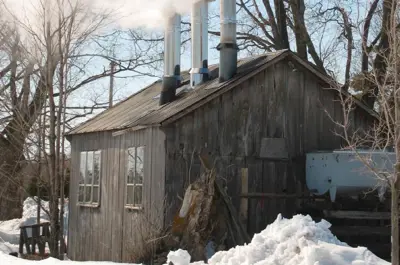 Maple Syrup in Kawartha Lakes